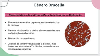 Gênero Brucella
• Características descritivas – Características de multiplicação
➢ São aeróbicas e várias cepas necessitam de dióxido
de carbono
➢ Tiamina, nicotinamida e biotina são necessárias para
multiplicação das bactérias
➢ Soro auxilia no crescimento
➢ Colônias se tornam visíveis após 3 a 5 dias, mas
devem ser incubadas a 7 a 10 dias, antes de serem
consideradas negativas
 