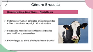 Gênero Brucella
• Características descritivas – Resistência
➢ Podem sobreviver em condições ambientais úmidas
e frias, com mínima exposição à luz ultravioleta
➢ Suscetível a maioria dos desinfetantes indicados
para bactérias gram-negativas
➢ Pasteurização do leite é efetiva para matar Brucella
 