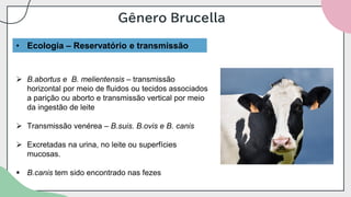 Gênero Brucella
• Ecologia – Reservatório e transmissão
➢ B.abortus e B. melientensis – transmissão
horizontal por meio de fluidos ou tecidos associados
a parição ou aborto e transmissão vertical por meio
da ingestão de leite
➢ Transmissão venérea – B.suis. B.ovis e B. canis
➢ Excretadas na urina, no leite ou superfícies
mucosas.
▪ B.canis tem sido encontrado nas fezes
 