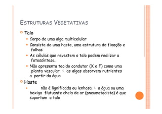 ESTRUTURAS VEGETATIVAS
 Talo
⚫ Corpo de uma alga multicelular
⚫ Consiste de uma haste, uma estrutura de fixação e
folhas
⚫ As células que revestem o talo podem realizar a
fotossíntese.
⚫ Não apresenta tecido condutor (X e F) como uma
planta vascular  as algas absorvem nutrientes
a partir da água
 Haste
⚫ não é lignificada ou lenhosa  a água ou uma
bexiga flutuante cheia de ar (pneumatocisto) é que
suportam o talo
 