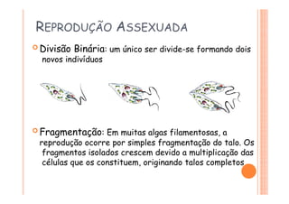 REPRODUÇÃO ASSEXUADA
 Divisão Binária: um único ser divide-se formando dois
novos indivíduos
 Fragmentação: Em muitas algas filamentosas, a
reprodução ocorre por simples fragmentação do talo. Os
fragmentos isolados crescem devido a multiplicação das
células que os constituem, originando talos completos
 