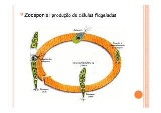  Zoosporia: produção de células flageladas
 