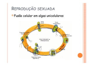 REPRODUÇÃO SEXUADA
 Fusão celular em algas unicelulares
 