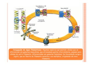 Conjugação de algas filamentosas: Algumas espécies apresentam células que se
diferenciam em gametas masculinos, que atravessam pontes intercelulares, passam para
células de outro filamento, diferenciadas em gametas femininos. Da fecundação surge o
zigoto, que se liberta do filamento materno e se multiplica, originando um novo
filamento
 