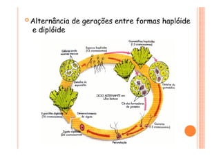  Alternância de gerações entre formas haplóide
e diplóide
 