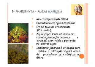1- PHAEOPHYTA - ALGAS MARRONS
 Macroscópicas (até 50m)
 Encontrada em águas costeiras
 Ótima taxa de crescimento
(20cm/dia)
 Algin (espessante utilizado em
sorvete, produção de pneus e
cremes) é extraído a partir da
PC destas algas
 Laminaria japonica é utilizada para
induzir a dilatação vaginal antes
de procedimentos cirúrgicos no
útero
 