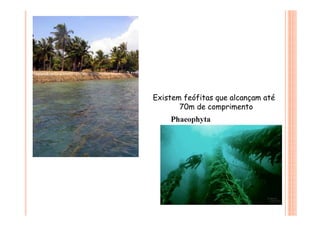 Existem feófitas que alcançam até
70m de comprimento
 