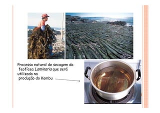 Processo natural de secagem da
feofícea Laminaria que será
utilizada na
produção do Kombu
 