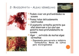 2- RHODOPHYTA – ALGAS VERMELHAS
 Podem viver em profundidades no
oceano
 Possui talos delicadamente
ramificados
 O pigmento vermelho permite que
elas absorvam a luz azul que
penetra mais profundamente no
oceano
 Ágar  extraído de muitas algas
vermelhas
⚫ Espessante para sorvete e indústria
farmacêutica; Meios de cultivo
para microrganismos
 