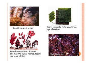 Nori – alimento feito a partir da
alga Chondrum
Rodofícea séssil = fixa
Rodofíceas sésseis = fixas no
solo marinho ou nas rochas, fazem
parte do bênton.
Alga Chondrum
 