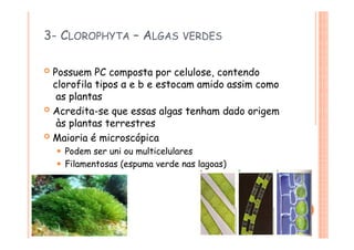 3- CLOROPHYTA – ALGAS VERDES
 Possuem PC composta por celulose, contendo
clorofila tipos α e b e estocam amido assim como
as plantas
 Acredita-se que essas algas tenham dado origem
às plantas terrestres
 Maioria é microscópica
⚫ Podem ser uni ou multicelulares
⚫ Filamentosas (espuma verde nas lagoas)
 