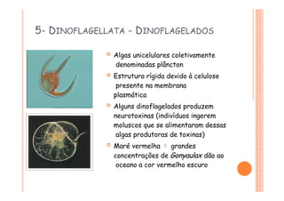 5- DINOFLAGELLATA - DINOFLAGELADOS
 Algas unicelulares coletivamente
denominadas plâncton
 Estrutura rígida devido à celulose
presente na membrana
plasmática
 Alguns dinoflagelados produzem
neurotoxinas (indivíduos ingerem
moluscos que se alimentaram dessas
algas produtoras de toxinas)
 Maré vermelha  grandes
concentrações de Gonyaulax dão ao
oceano a cor vermelho escuro
 