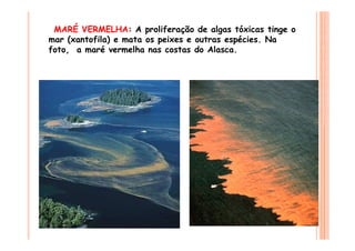 MARÉ VERMELHA: A proliferação de algas tóxicas tinge o
mar (xantofila) e mata os peixes e outras espécies. Na
foto, a maré vermelha nas costas do Alasca.
 
