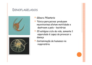 DINOFLAGELADOS
 Gênero Pfiesteria
 Tóxico para peixes: produzem
neurotoxinas afetam motilidade e
destroem a pele – bactérias
 20 estágios ciclo de vida, somente 1
esporulado é capaz de provocar a
doença
 Contaminação de humanos via
respiratória
 