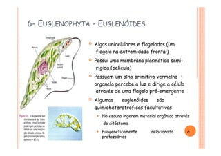 6- EUGLENOPHYTA - EUGLENÓIDES
 Algas unicelulares e flageladas (um
flagelo na extremidade frontal)
 Possui uma membrana plasmática semi-
rígida (película)
 Possuem um olho primitivo vermelho 
organela percebe a luz e dirige a célula
através de uma flagelo pré-emergente
 Algumas euglenóides são
quimioheterotróficas facultativas
⚫ No escuro ingerem material orgânico através
do citóstoma
⚫ Filogeneticamente relacionada a
protozoários
 