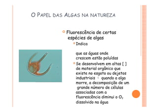 O PAPEL DAS ALGAS NA NATUREZA
 Fluorescência de certas
espécies de algas
 Indica
que as águas onde
crescem estão poluídas
 Se desenvolvem em altas [ ]
de material orgânico que
existe no esgoto ou dejetos
industriais  quando a alga
morre, a decomposição de um
grande número de células
associadas com a
fluorescência diminui o O2
dissolvido na água
 