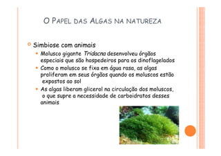  Simbiose com animais
⚫ Molusco gigante Tridacna desenvolveu órgãos
especiais que são hospedeiros para os dinoflagelados
⚫ Como o molusco se fixa em água rasa, as algas
proliferam em seus órgãos quando os moluscos estão
expostos ao sol
⚫ As algas liberam glicerol na circulação dos moluscos,
o que supre a necessidade de carboidratos desses
animais
O PAPEL DAS ALGAS NA NATUREZA
 