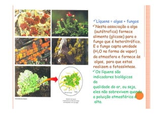 Líquens = algas + fungos
Nesta associação a alga
(autótrofica) fornece
alimento (glicose) para o
fungo que é heterótrófico.
E o fungo capta umidade
(H2O na forma de vapor)
da atmosfera e fornece às
algas, para que estas
realizem a fotossíntese.
Os líquens são
indicadores biológicos
da
qualidade do ar, ou seja,
eles não sobrevivem quando
a poluição atmosférica é
alta.
 