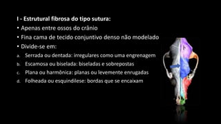 I - Estrutural fibrosa do tipo sutura:
• Apenas entre ossos do crânio
• Fina cama de tecido conjuntivo denso não modelado
• Divide-se em:
a. Serrada ou dentada: irregulares como uma engrenagem
b. Escamosa ou biselada: biseladas e sobrepostas
c. Plana ou harmônica: planas ou levemente enrugadas
d. Folheada ou esquindilese: bordas que se encaixam
 