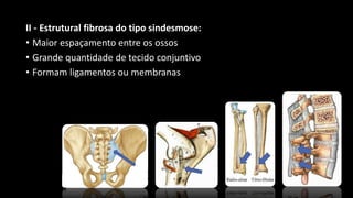 II - Estrutural fibrosa do tipo sindesmose:
• Maior espaçamento entre os ossos
• Grande quantidade de tecido conjuntivo
• Formam ligamentos ou membranas
 
