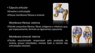 • Cápsula articular
Envolve a articulação
Possui membrana fibrosa e sinovial
Membrana fibrosa: externa
Tecido conjuntivo fibroso, fibras colágenas e elásticas que,
por espessamento, formam os ligamentos capsulares
Membrana sinovial: interna
Tecido vascularizado responsável pela produção da
sinóvia, possui vilosidades, reveste todo o interior das
articulações sinoviais
 