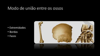 Modo de união entre os ossos
• Extremidades
• Bordas
• Faces
 