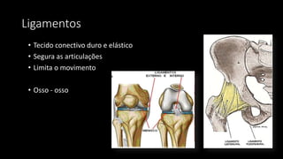 Ligamentos
• Tecido conectivo duro e elástico
• Segura as articulações
• Limita o movimento
• Osso - osso
 