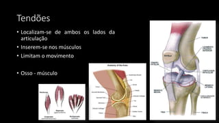 Tendões
• Localizam-se de ambos os lados da
articulação
• Inserem-se nos músculos
• Limitam o movimento
• Osso - músculo
 