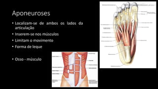Aponeuroses
• Localizam-se de ambos os lados da
articulação
• Inserem-se nos músculos
• Limitam o movimento
• Forma de leque
• Osso - músculo
 