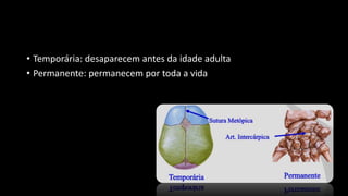• Temporária: desaparecem antes da idade adulta
• Permanente: permanecem por toda a vida
 