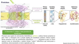 Proteínas
A Citocromo C oxidase é uma proteína de
membrana.
Possuem uma região de aminoácidos hidrofóbicos apolares, cadeias laterais projetam-se
para “fora” e interagem com a porção lipídica de membrana celulares. Outras regiões
dessas proteínas ricas em aminoácidos hidrofílicos polares projetam-se para os meios
aquosos extra ou intracelular, e podem formar “canais” hidrofílicos que atravessam a
membrana, interconectando os meios separados por ela.
Corte transversal da membrana interna
da mitocôndria
Bioquímica Ilustrada de Harper 31ª Ed
 