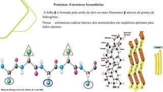 Proteínas: Estruturas Secundárias
A folha β é formada pela união de dois ou mais filamentos β através de pontes de
hidrogênio;
Nessa estruturaas cadeias laterais dos aminoácidos em seqüência apontam para
lados opostos.
Molecular Biology of the Cell. Alberts, B. e cols 2008
 