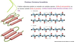 Proteínas: Estruturas Secundárias
Molecular Biology of the Cell. Alberts, B. e cols 2008
Cadeias adjacentes podem se estender em sentidos opostos (folha β anti-paralela), ou
no mesmo sentido (folha β paralela) CONECTADAS POR PONTES ENTRE CO E
NH.
 