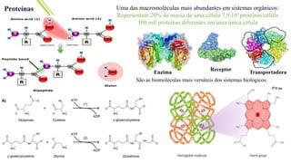 Proteínas Uma das macromoléculas mais abundantes em sistemas orgânicos:
Representam 20% da massa de uma célula 7,9.109
proteínas/célula
100 mil proteínas diferentes em uma única célula
Enzima
Receptor
Transportadora
São as biomoléculas mais versáteis dos sistemas biológicos.
574 aa
 