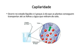 • Ocorre no estado líquido e é graças à ela que as plantas conseguem
transportar até as folhas a água que retiram do solo.
Capilaridade
 