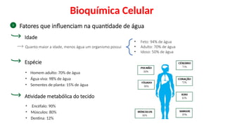 Bioquímica Celular
• Encéfalo: 90%
• Músculos: 80%
• Dentina: 12%
Fatores que influenciam na quantidade de água
Idade
Quanto maior a idade, menos água um organismo possui
• Feto: 94% de água
• Adulto: 70% de água
• Idoso: 50% de água
Espécie
• Homem adulto: 70% de água
• Água viva: 98% de água
• Sementes de planta: 15% de água
Atividade metabólica do tecido
 