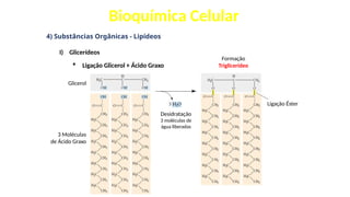 Bioquímica Celular
4) Substâncias Orgânicas - Lipídeos
I) Glicerídeos
 Ligação Glicerol + Ácido Graxo
Glicerol
3 Moléculas
de Ácido Graxo
Desidratação
3 moléculas de
água liberadas
Formação
Triglicerídeo
Ligação Éster
 