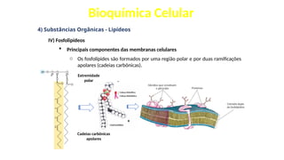 Bioquímica Celular
4) Substâncias Orgânicas - Lipídeos
IV) Fosfolipídeos
 Principais componentes das membranas celulares
o Os fosfolípides são formados por uma região polar e por duas ramificações
apolares (cadeias carbônicas).
Extremidade
polar
Cadeias carbônicas
apolares
-
+
 