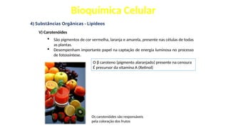 Bioquímica Celular
4) Substâncias Orgânicas - Lipídeos
V) Carotenóides
 São pigmentos de cor vermelha, laranja e amarela, presente nas células de todas
as plantas.
 Desempenham importante papel na captação de energia luminosa no processo
de fotossíntese.
Os carotenóides são responsáveis
pela coloração dos frutos
O β caroteno (pigmento alaranjado) presente na cenoura
É precursor da vitamina A (Retinol)
 