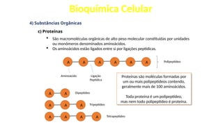 Bioquímica Celular
4) Substâncias Orgânicas
c) Proteínas
 São macromoléculas orgânicas de alto peso molecular constituídas por unidades
ou monômeros denominados aminoácidos.
 Os aminoácidos estão ligados entre si por ligações peptídicas.
A A A A A A
Aminoácido Ligação
Peptídica
Polipeptídeo
A A
A A A
A A A A
Dipeptídeo
Tripeptídeo
Tetrapeptídeo
Proteínas são moléculas formadas por
um ou mais polipeptídeos contendo,
geralmente mais de 100 aminoácidos.
Toda proteína é um polipeptídeo,
mas nem todo polipeptídeo é proteína.
 