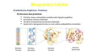 Bioquímica Celular
4) Substâncias Orgânicas - Proteínas
II) Estrutura das proteínas
 Primária: Linear, aminoácidos mantidos pelas ligações peptídicas
 Secundária: Estrutura helicoidal
 Terciária: Enovelamento da estrutura helicoidal
 Quaternária: Agregação de duas ou mais cadeias polipeptídicas enoveladas
Estrutura
Primária
Estrutura
Secundária
Estrutura
Terciária
Estrutura
Quaternária
 