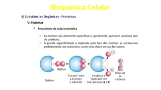Bioquímica Celular
4) Substâncias Orgânicas - Proteínas
V) Enzimas
 Mecanismo de ação enzimática
o As enzimas são altamente específicas e, geralmente, possuem um único tipo
de substrato.
o A grande especificidade é explicada pelo fato das enzimas se encaixarem
perfeitamente aos substratos, como uma chave em sua fechadura.
 