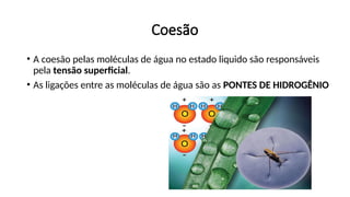 • A coesão pelas moléculas de água no estado liquido são responsáveis
pela tensão superficial.
• As ligações entre as moléculas de água são as PONTES DE HIDROGÊNIO
Coesão
 