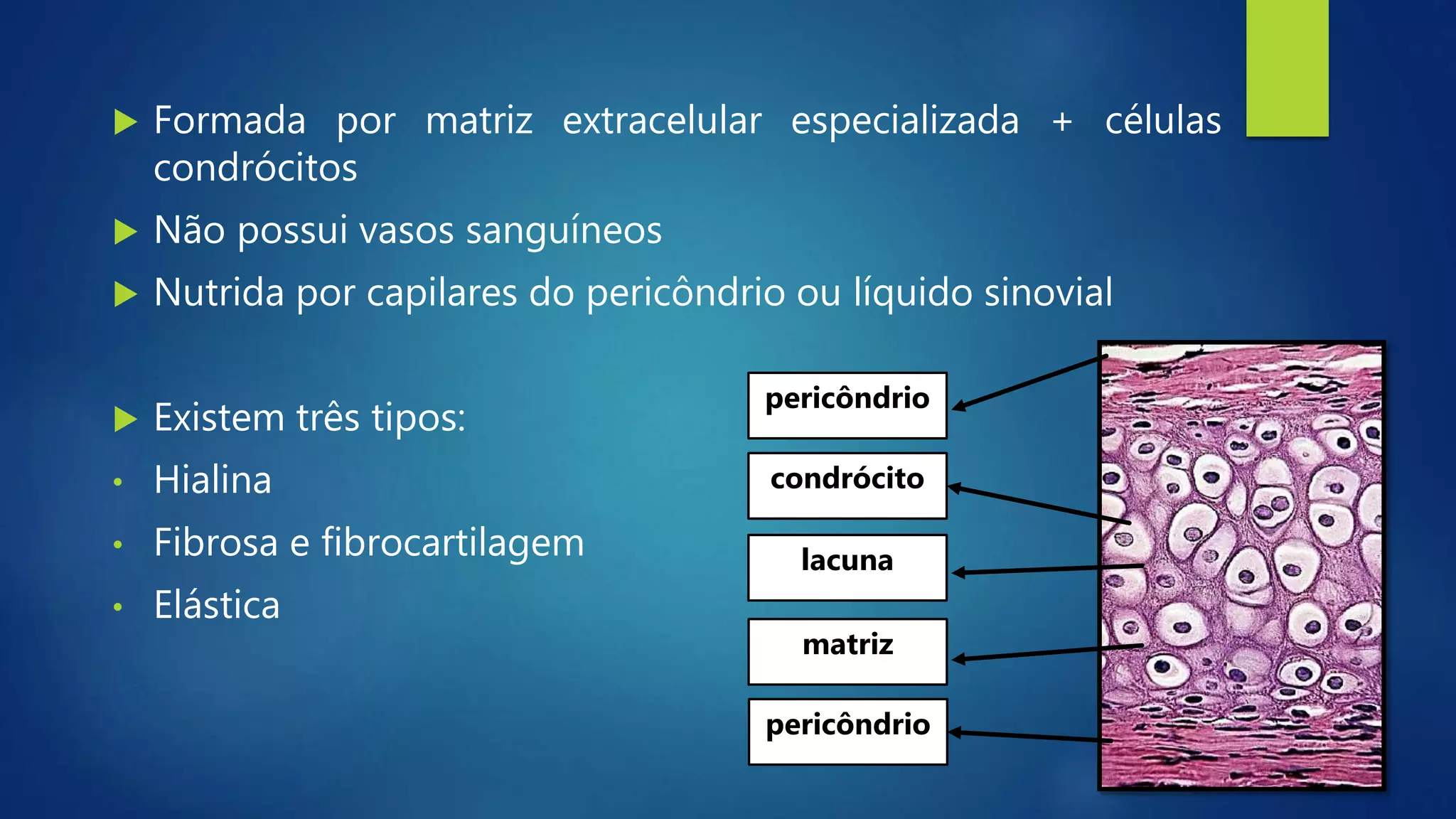 Tipos De Tecido Cartilaginoso