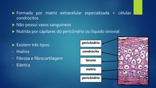  Formada por matriz extracelular especializada + células
condrócitos
 Não possui vasos sanguíneos
 Nutrida por capilares do pericôndrio ou líquido sinovial
 Existem três tipos:
• Hialina
• Fibrosa e fibrocartilagem
• Elástica
pericôndrio
pericôndrio
condrócito
matriz
lacuna
 