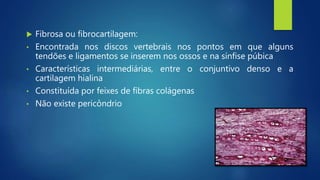  Fibrosa ou fibrocartilagem:
• Encontrada nos discos vertebrais nos pontos em que alguns
tendões e ligamentos se inserem nos ossos e na sínfise púbica
• Características intermediárias, entre o conjuntivo denso e a
cartilagem hialina
• Constituída por feixes de fibras colágenas
• Não existe pericôndrio
 