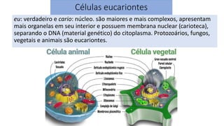 Aula Células procariontes e eucariontes.pdf