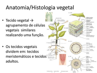 Anatomia/Histologia vegetal 
•Tecido vegetal → agrupamento de células vegetais similares realizando uma função. 
•Os tecidos vegetais dividem em: tecidos meristemáticos e tecidos adultos. 
 