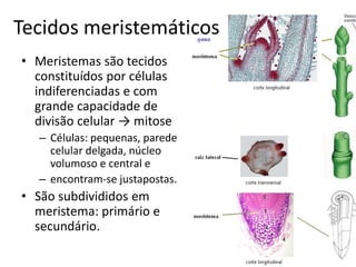 Tecidos meristemáticos 
•Meristemas são tecidos constituídos por células indiferenciadas e com grande capacidade de divisão celular → mitose 
–Células: pequenas, parede celular delgada, núcleo volumoso e central e 
–encontram-se justapostas. 
•São subdivididos em meristema: primário e secundário.  