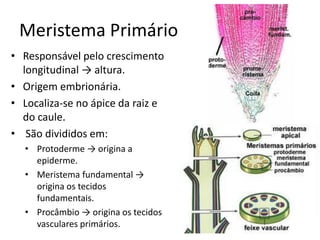 Meristema Primário 
•Responsável pelo crescimento longitudinal → altura. 
•Origem embrionária. 
•Localiza-se no ápice da raiz e do caule. 
• São divididos em: 
•Protoderme → origina a epiderme. 
•Meristema fundamental → origina os tecidos fundamentais. 
•Procâmbio → origina os tecidos vasculares primários.  
